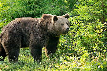 Besuchermagnet: Sehenswürdigkeiten im Bayerischen Wald